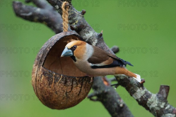 Core biter sitting on feeding dish on branch