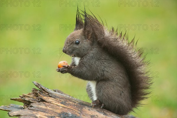 Squirrel holding nut in hands sitting on tree stump looking left
