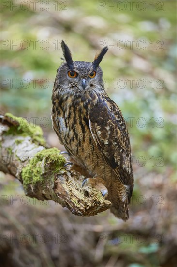 Eurasian eagle-owl