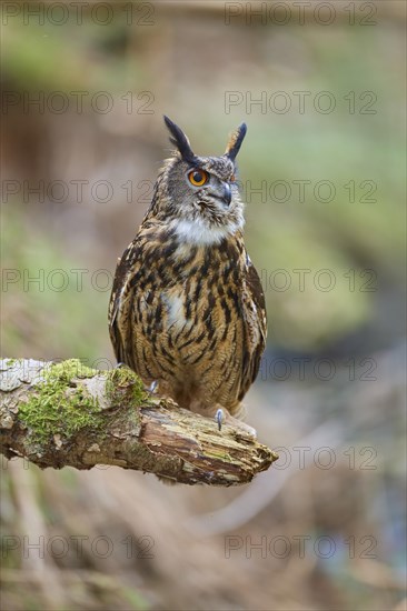 Eurasian eagle-owl