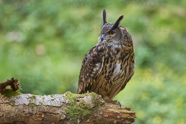 Eurasian eagle-owl