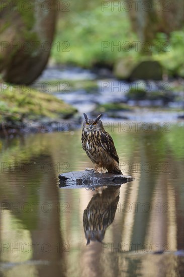 Eurasian eagle-owl