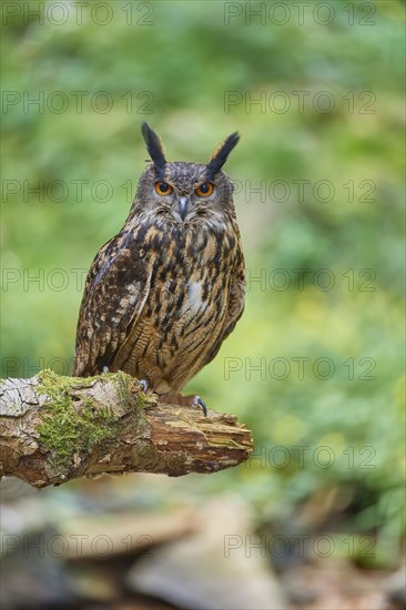 Eurasian eagle-owl