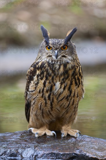 Eurasian eagle-owl