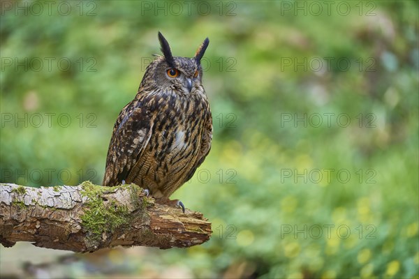 Eurasian eagle-owl