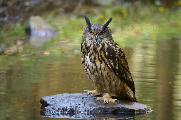 Eurasian eagle-owl