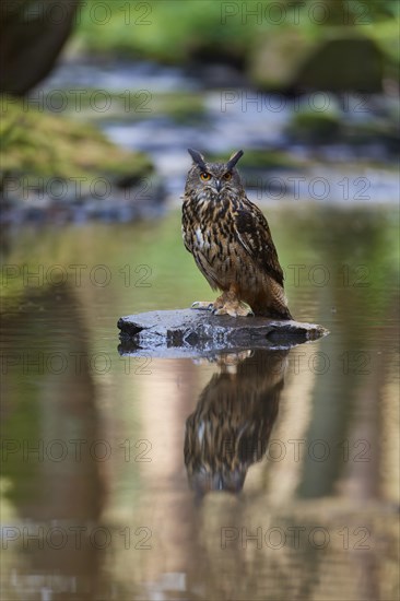 Eurasian eagle-owl