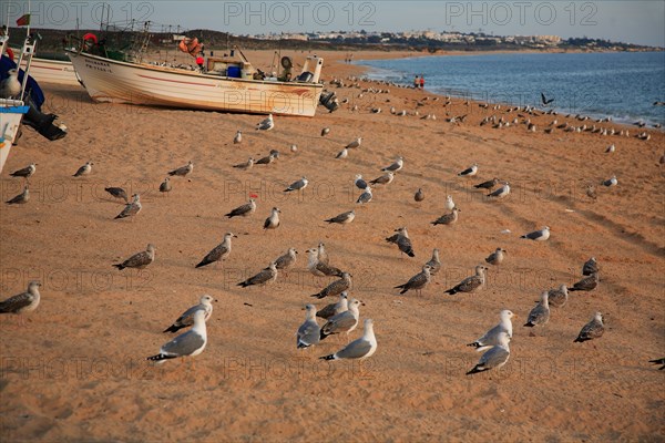 Many seagulls sit on the beach waiting for the fishing boats to return home