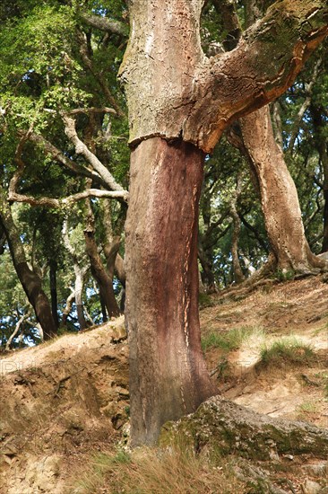 Cork oak