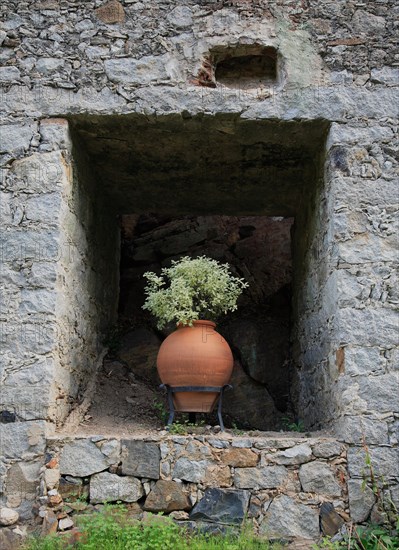 Ceramic amphora with a green plant stands in a niche of a historical wall