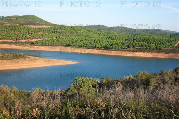 Landscape at Barragem da Bravura reservoir with pine forest