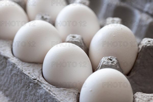 Carton of white chicken eggs