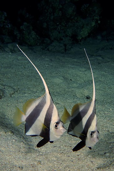 Pair of schooling bannerfish