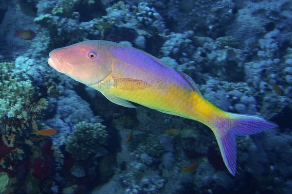 Golden goatfish