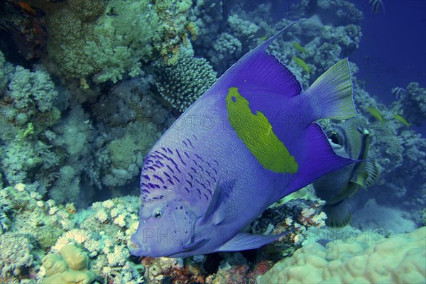 Halfmoon angelfish