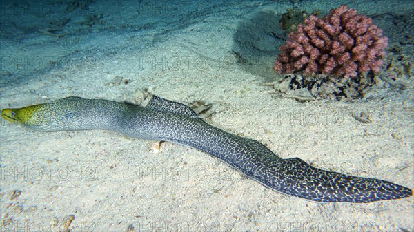 Free-swimming undulated moray