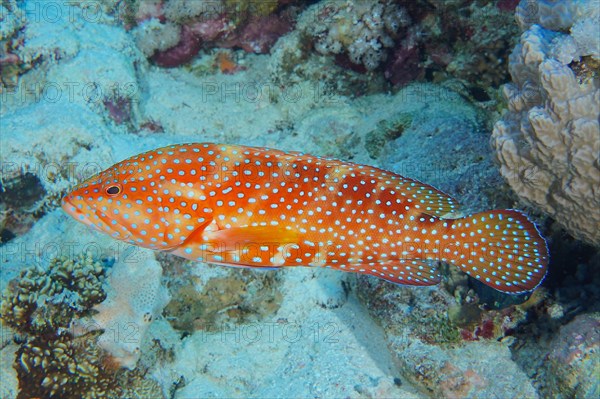 Jewel grouper