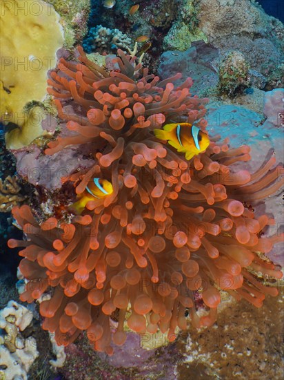 Fluorescent bubble-tip anemone