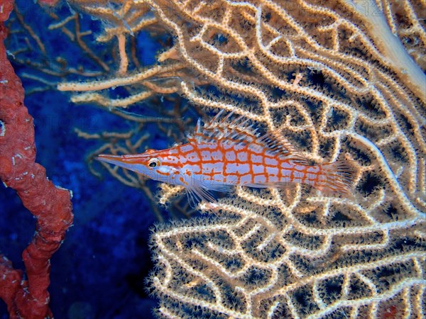 Longnose hawkfish