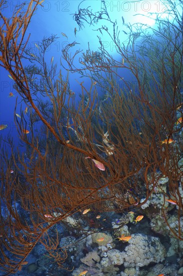 Black bushy black coral