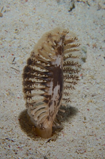 Dark sea feather