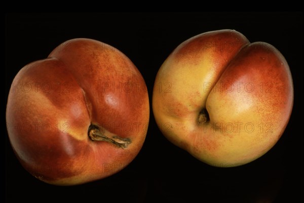 Nectarines