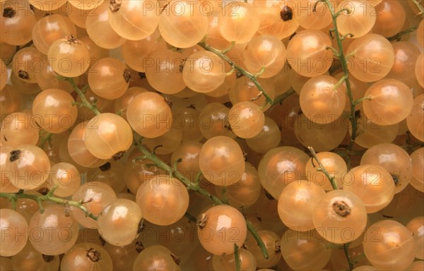 Yellow or white currants