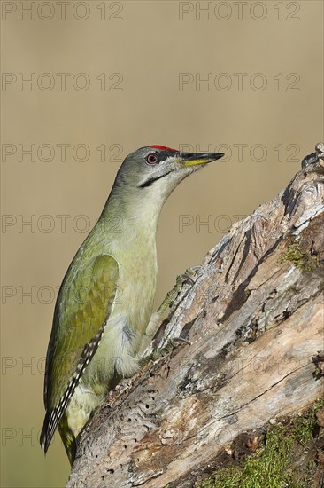 Grey-headed woodpecker