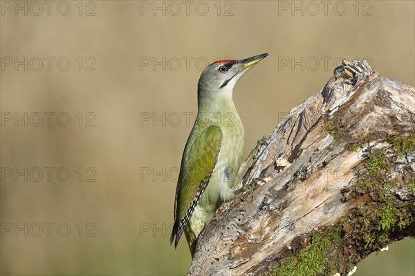 Grey-headed woodpecker