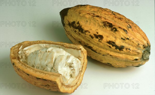 Exotic fruits: ripe cocoa fruit