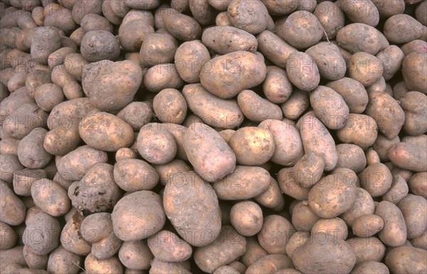 Lots of potatoes