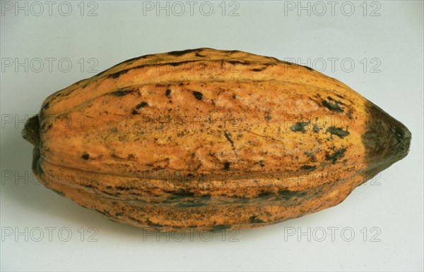 Exotic fruits: ripe cocoa fruit