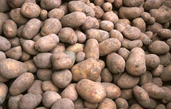 Lots of potatoes