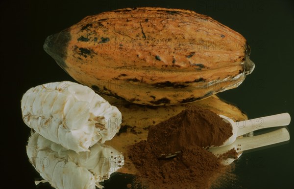 Exotic fruits: ripe cocoa fruit