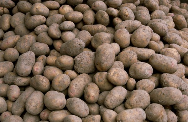 Lots of potatoes