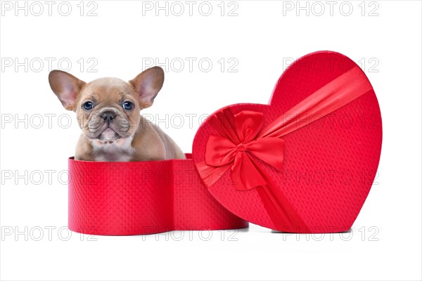 Valentine's day puppy