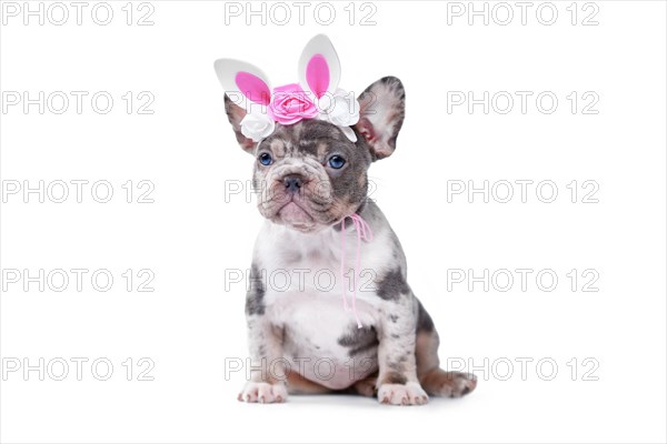 Merle tan French Bulldog dog puppy with Easter bunny headband on white background
