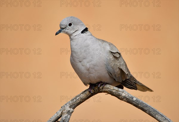 Eurasian Collared Dove