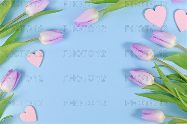 Violet tulip spring flowers and heart ornaments on blue background with copy space