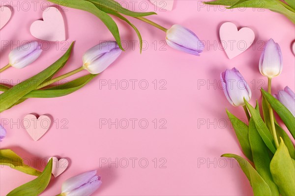Violet tulip spring flowers and heart ornaments on pink background with copy space
