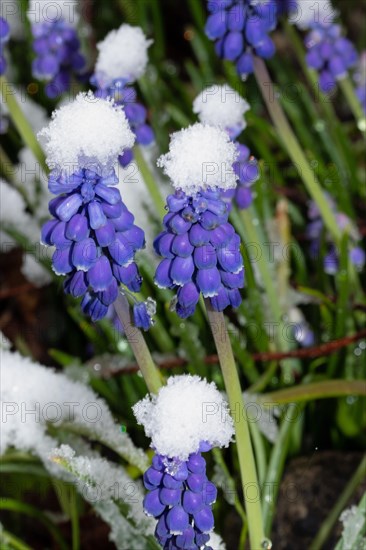 Vineyard grape hyacinth some inflorescences with blue flowers in snow