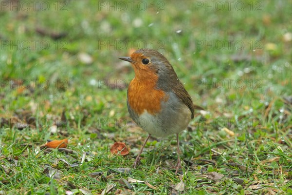 Robin sitting in green grass looking from front left with snowflakes