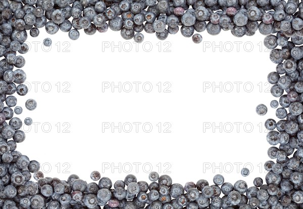 Fresh blueberries border isolated on a white background