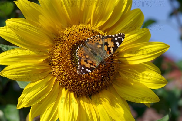 Painted lady