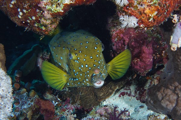 Portrait of yellow boxfish