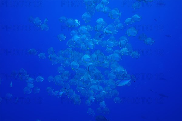 Large group of roundhead batfish