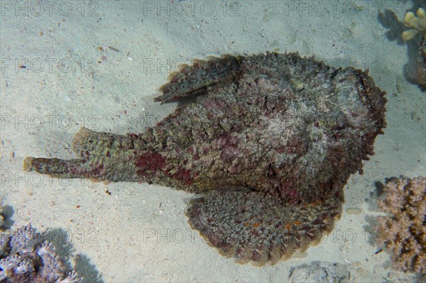 Reef stonefish