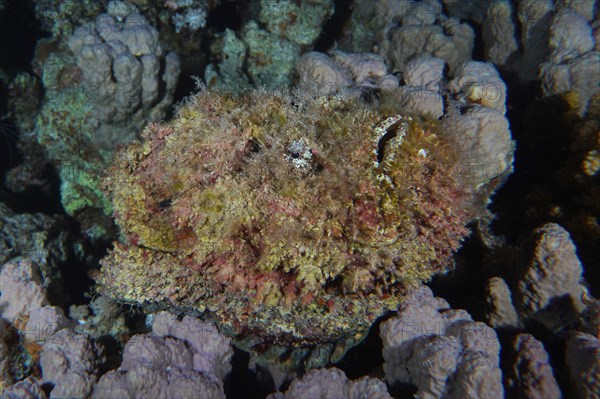 Reef stonefish