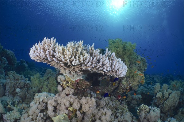 Pharaohs antler coral