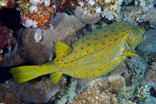 Yellow boxfish